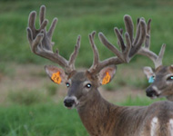 Star Valley Ranch - Breeding Gallery