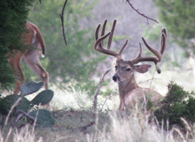 Star Valley Ranch - Trophy Whitetail Hunting