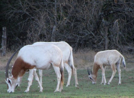 Star Valley Ranch - Trophy Exotic Hunting