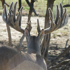 Star Valley Ranch - Whitetail Breeding