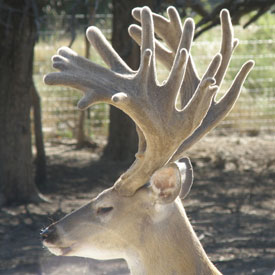 Star Valley Ranch - Whitetail Breeding